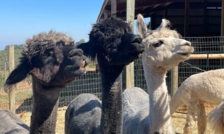 Get acquainted with some ‘fancy sheep’ at Alpacas of Oregon
