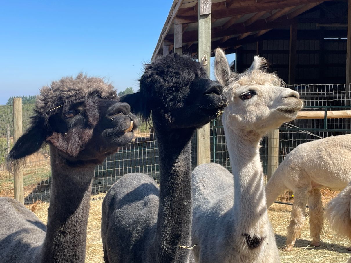 7 Facts About Baby Alpacas You Need to Know - Sweet Home Alpaca