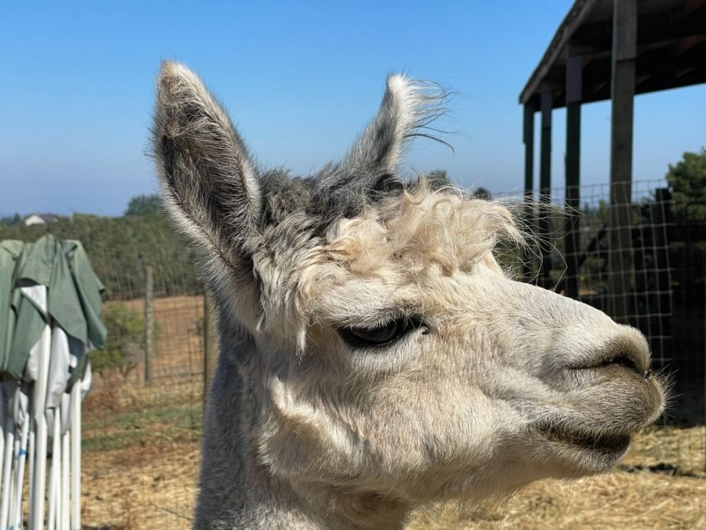 Alpacas of Oregon