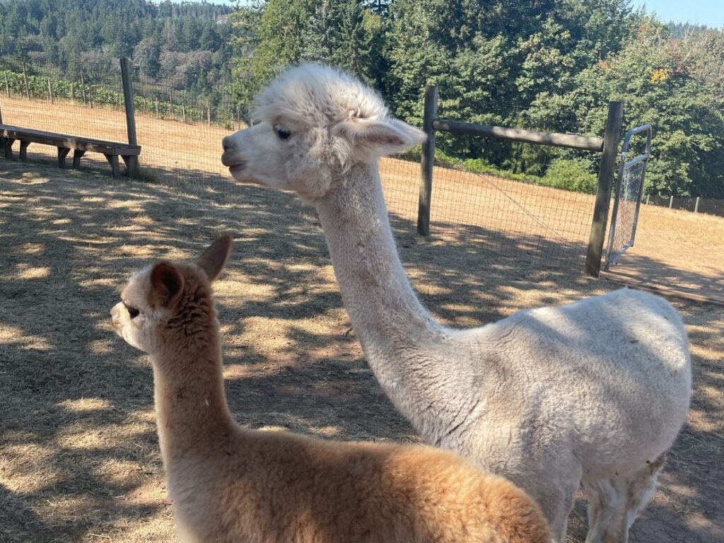 Alpacas of Oregon