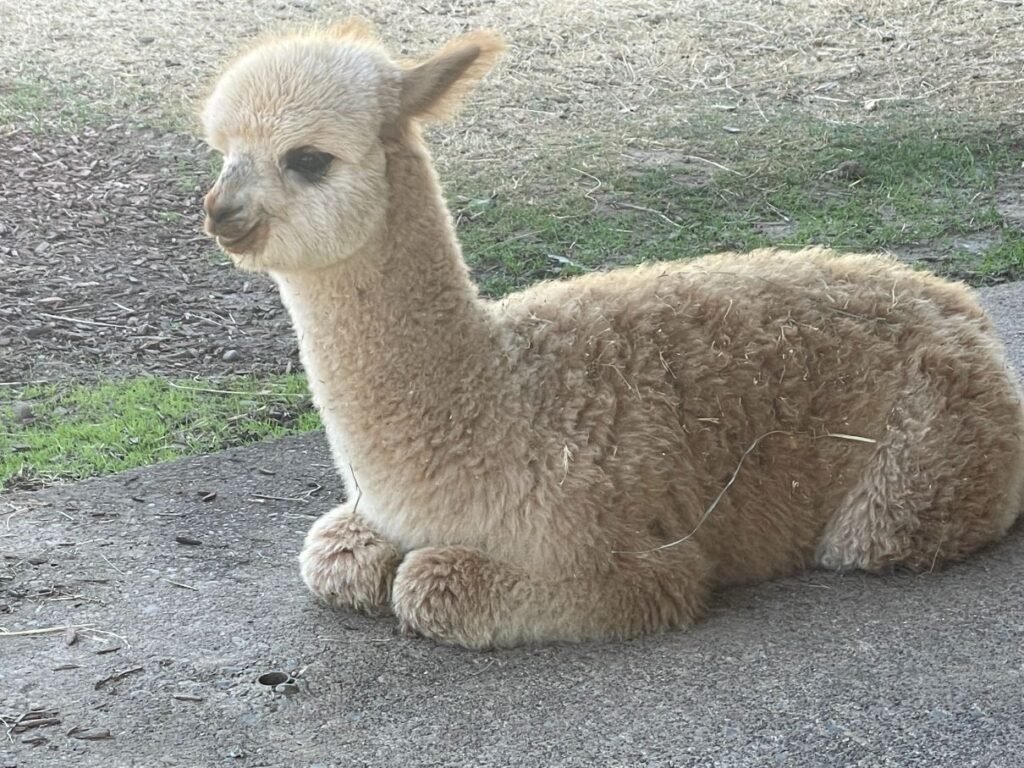 Alpacas of Oregon