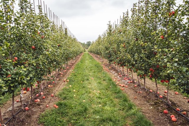 plant an orchard