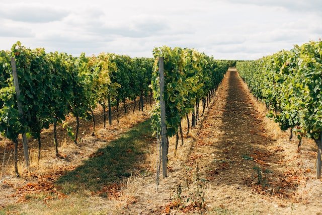 Vineyard in France