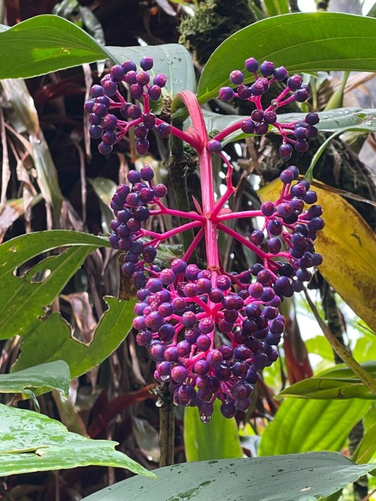 Colorful flora at Hawaii Tropical Bioreserve & Garden in Hilo