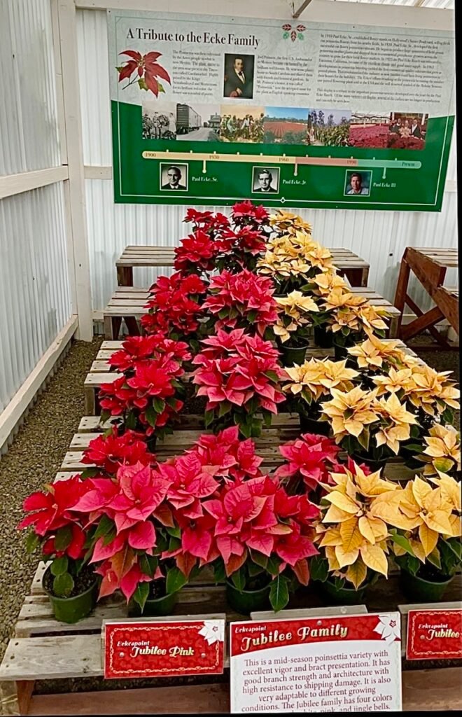 Come see different Poinsettia varieties
