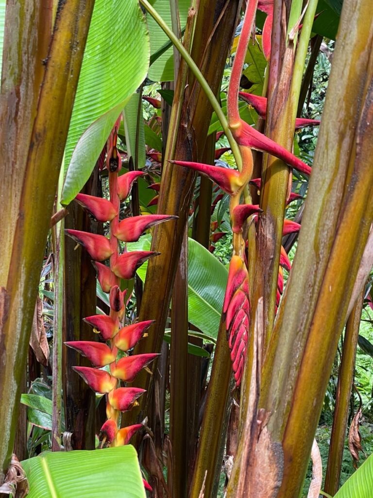 Vivid flowers at Hawaii Tropical Bioreserve & Garden in Hilo