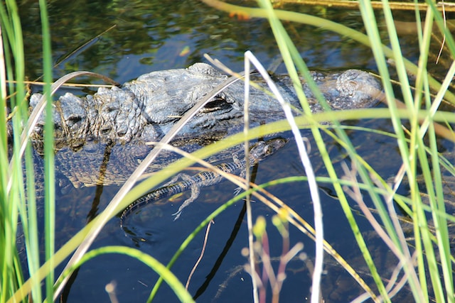 Amazing Wildlife to Explore in Florida | Luxe Beat Magazine