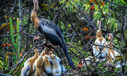 Amazing Wildlife to Explore in Florida