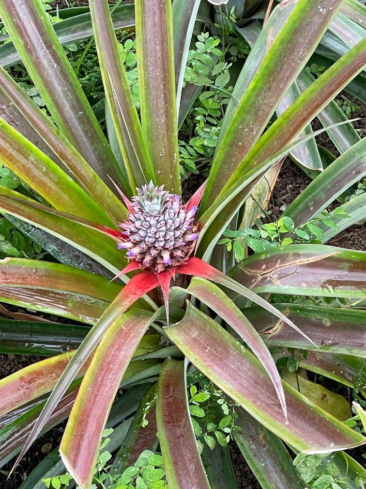 Azorean pineapple at Arruda Pineapple Plantation