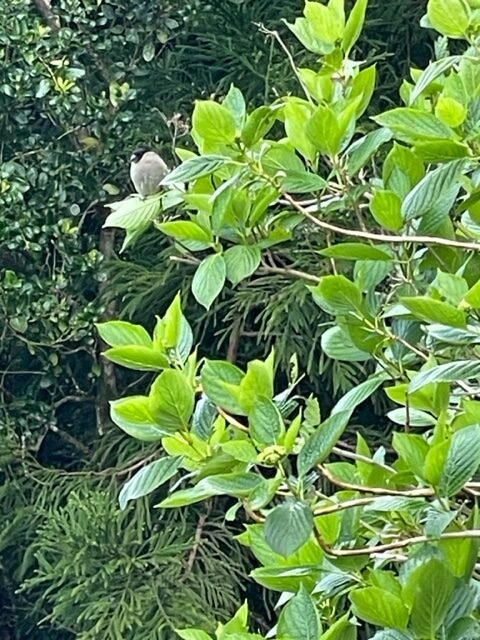 Azores Bullfinch