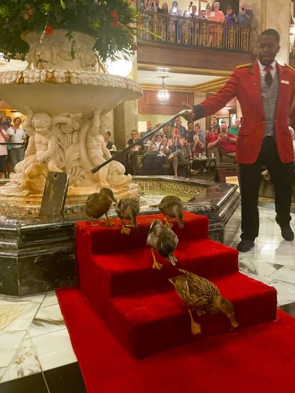 Duck march at the Peabody Memphis