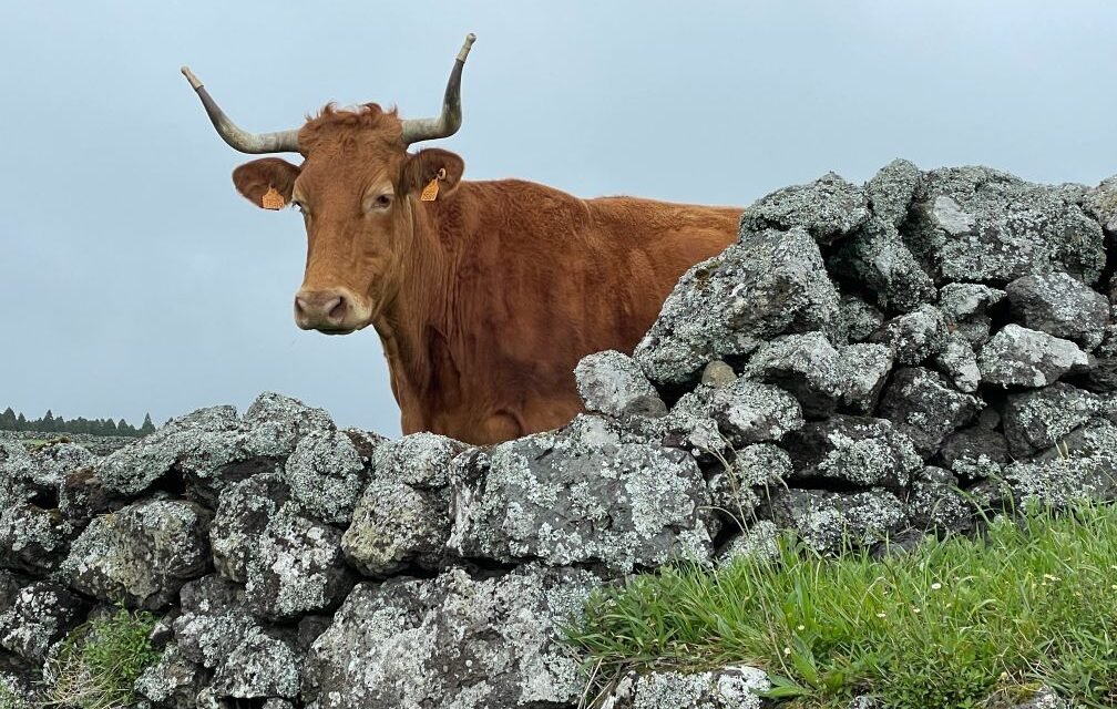 Discover the Azores’ wild and wondrous Terceira Island