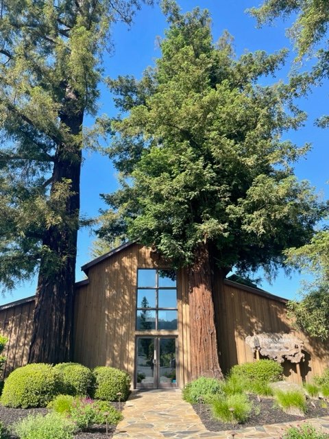 Sequoia Grove in Napa. Photo Jill Weinlein