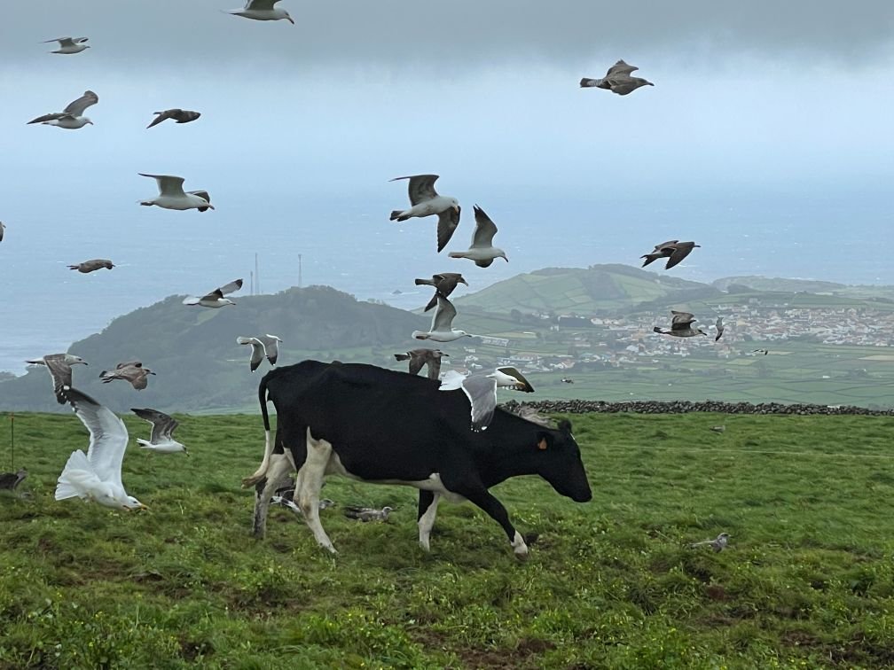 More cows than people on the island