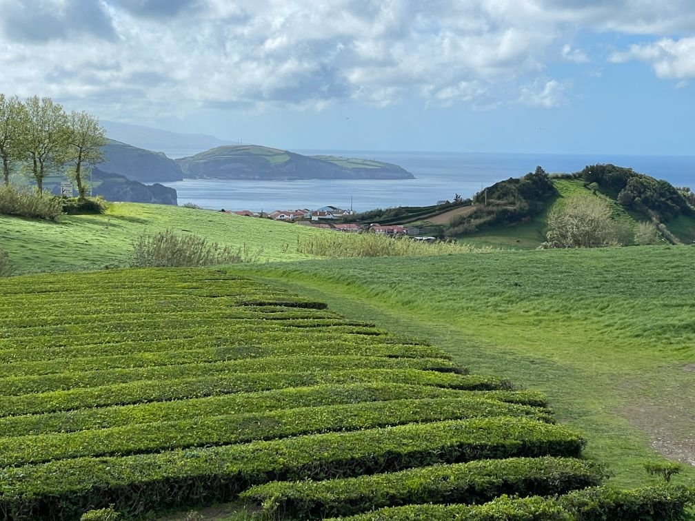 View of tea fields and beyond