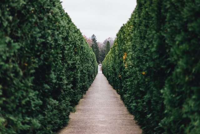 privacy hedges