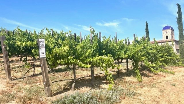 Vineyards at Allegretto Vineyard Resort by Ayres - Photo by Jill Weinlein