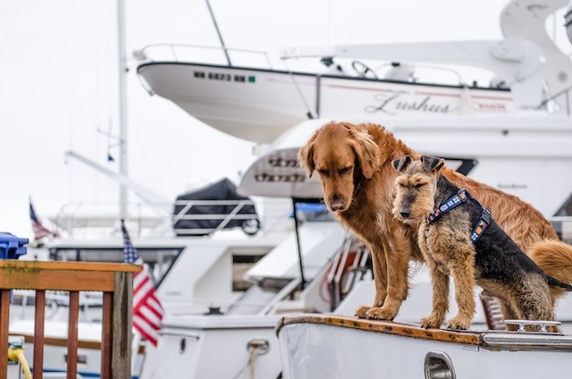 Dogs on a yacht