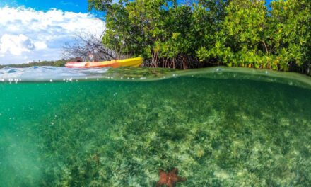 Virgin Limited Edition launches mangrove conservation tour for guests on Necker Island