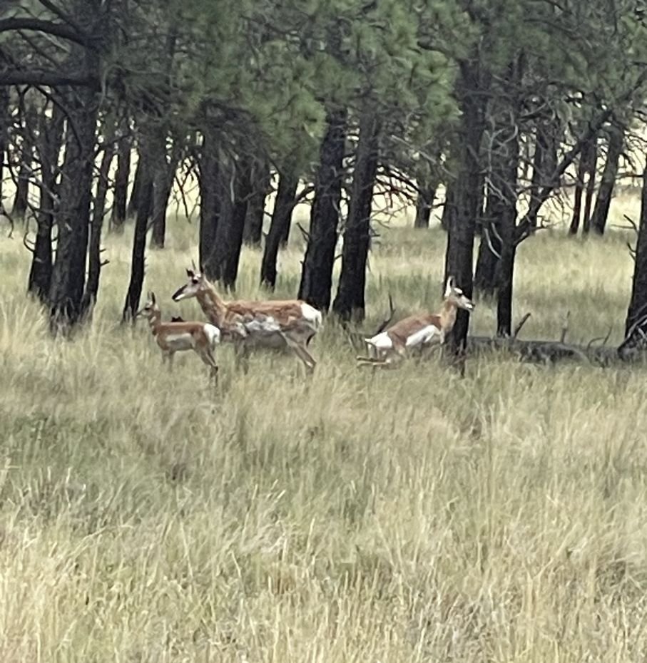 Pronghorn