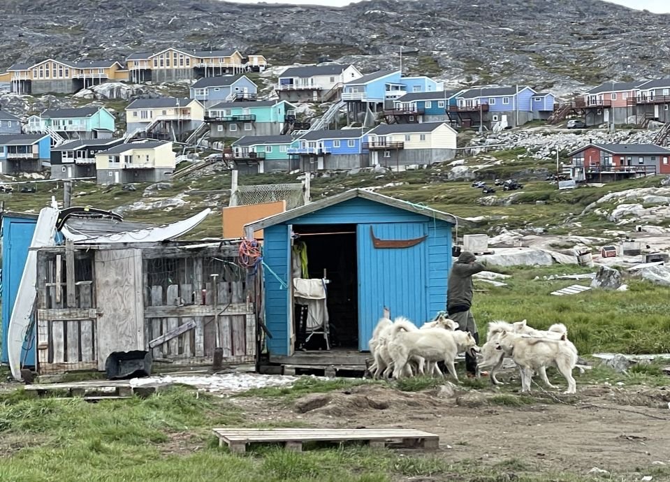 Sled dogs are everywhere in Greenland