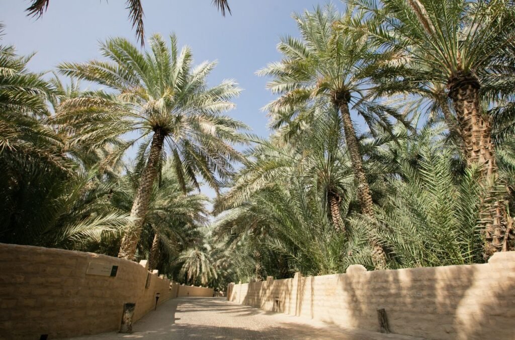 Al Ain Oasis