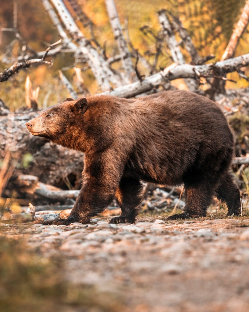 Bear alert! Photo courtesy of the Four Seasons Resort