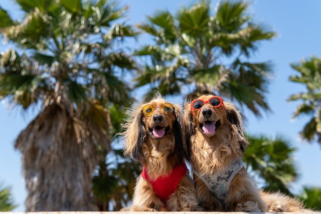 dogs in sunglasses LA