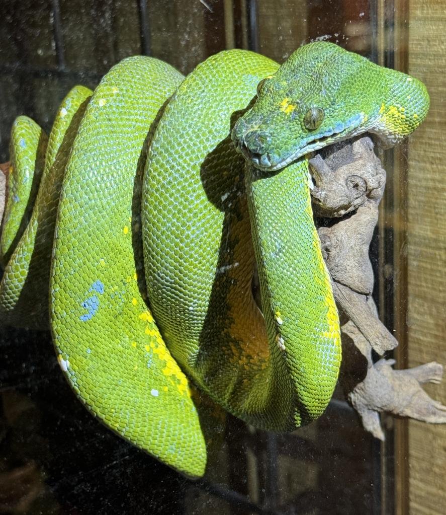 Colorful green tree python