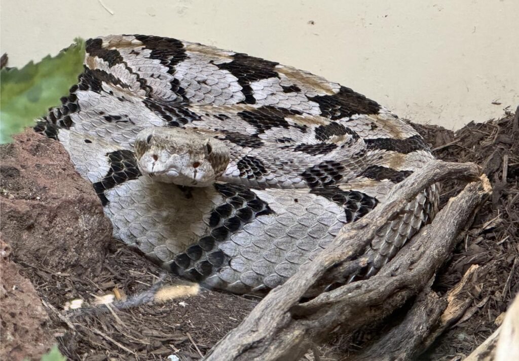 Go eye-to-eye with rattlesnakes at the museum