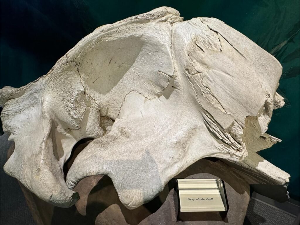 Grey whale skull at Yaquina Head Interpretive Center