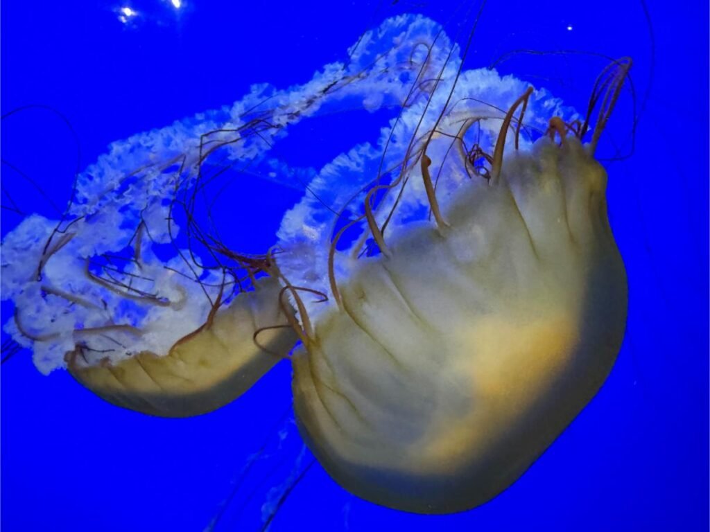 Moon jellies fascinate visitors at the Oregon Coast Aquarium