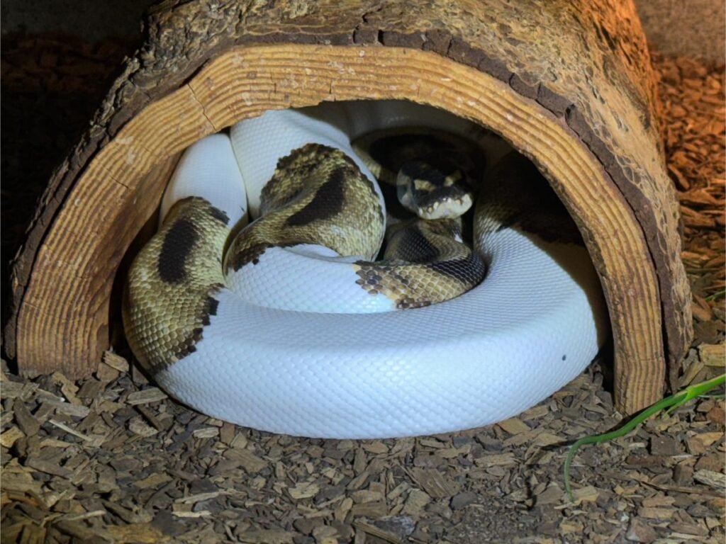 Piebald patterned ball python