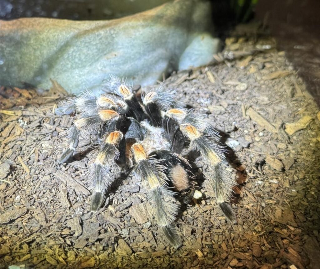 Tarantula