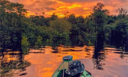 Exploring the Amazon on a Rainforest Cruise