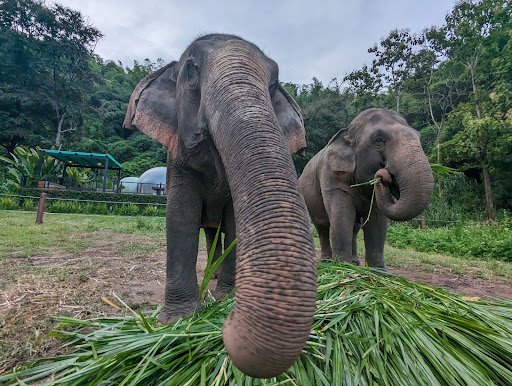 Elephants enjoying dinner at the Anantara Golden Triangle Elephant Camp & Resort near Chiang Rai, Thailand. Photo by Christopher Elliott