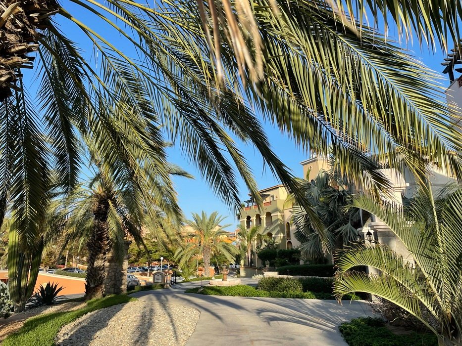 Palm line pathway