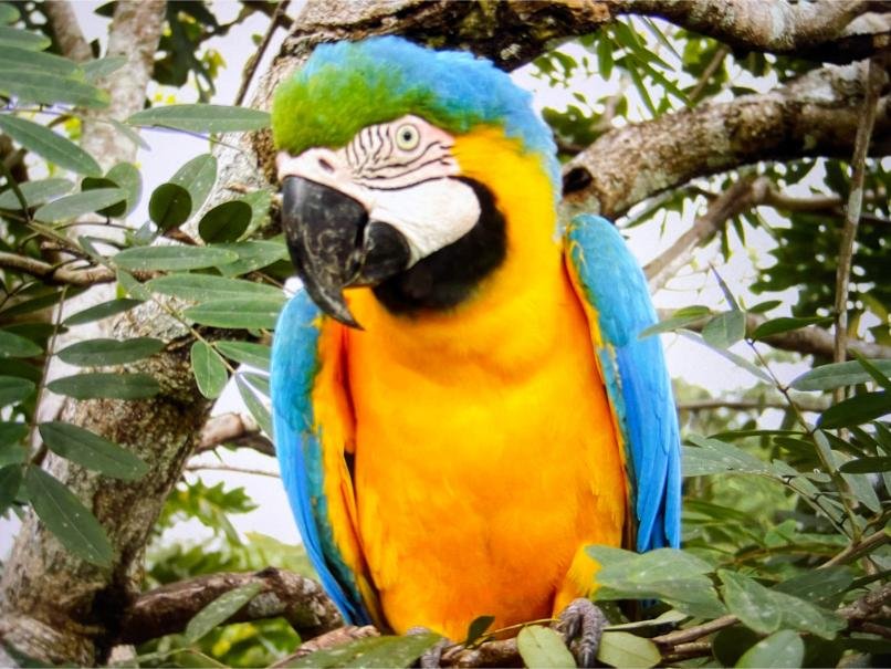 Amazon parrot 