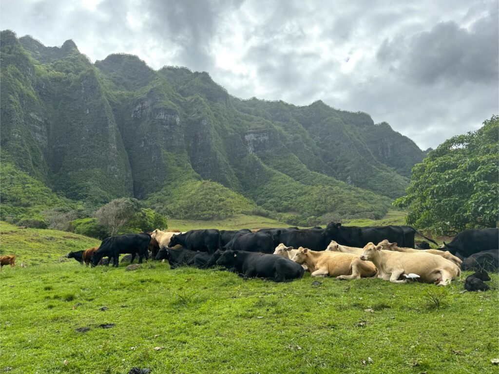 Kualoa is a working cattle ranch