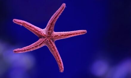 How adventure photographers capture the majestic sea life