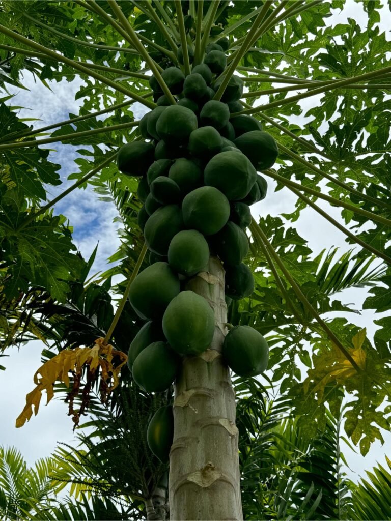 Coconut trees are everywhere!