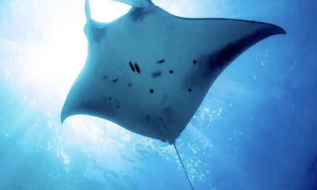 Seeing Manta Rays at Outrigger Kona Resort & Spa