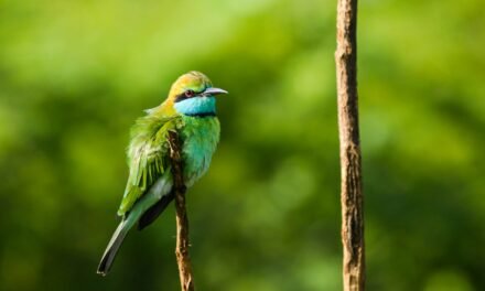 Small-group birding expeditions in Sri Lanka and the Nile River Valley offer five-star amenities