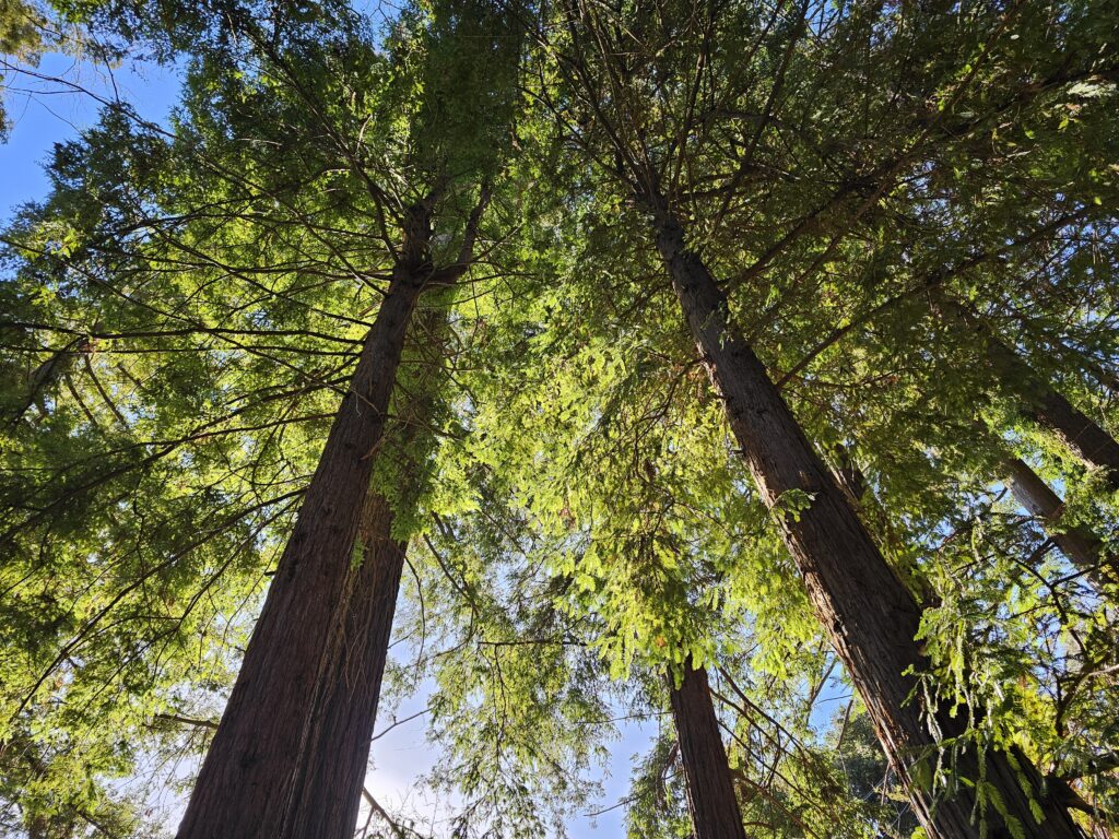 Santa Barbara Botanic Garden Redwood Trees