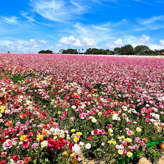 The Flower Fields. Photo Jill Weinlein