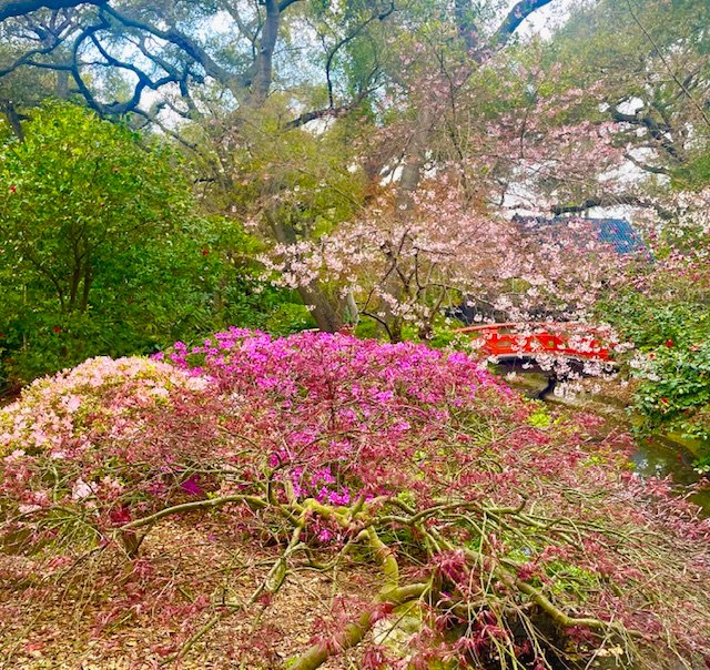 Japanese Garden blooms. Photo Jill Weinlein