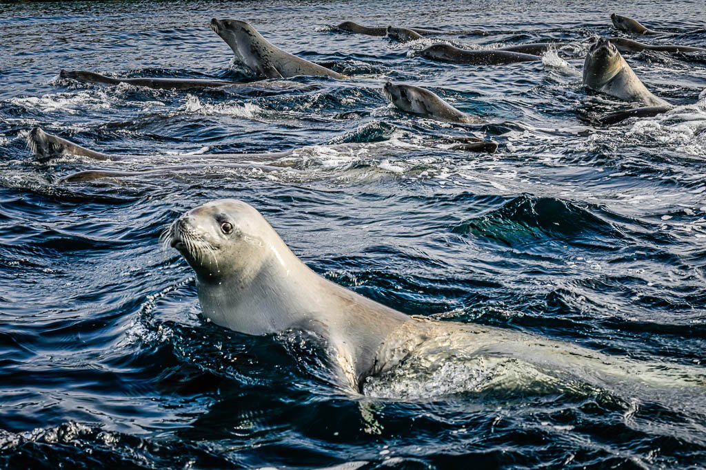 Crabeater seals