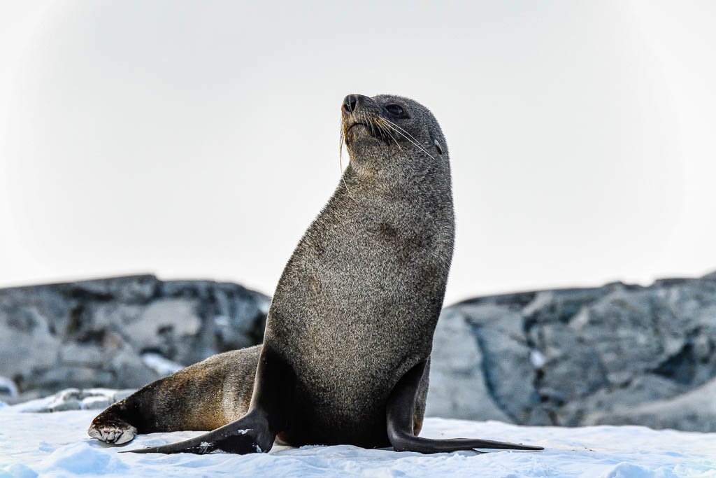 An Antarctic Fur seal strikes the pose. Photos by Kathryn Britnell