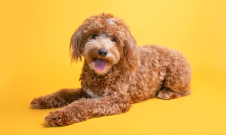 Are Goldendoodles Good Emotional Support Dogs?