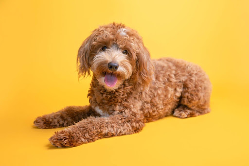 Are Goldendoodles Good Emotional Support Dogs?